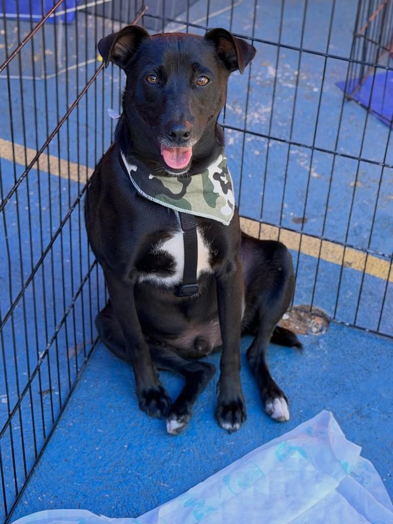 Brownie, cachorro de porte médio para adoção em São Paulo - SP — foto 3 de 3