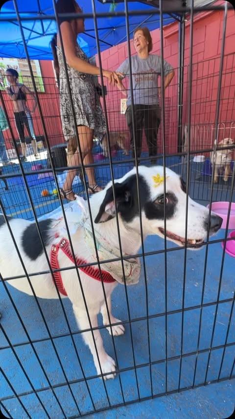 Sandy, cadela de porte pequeno para adoção em São Paulo - SP
