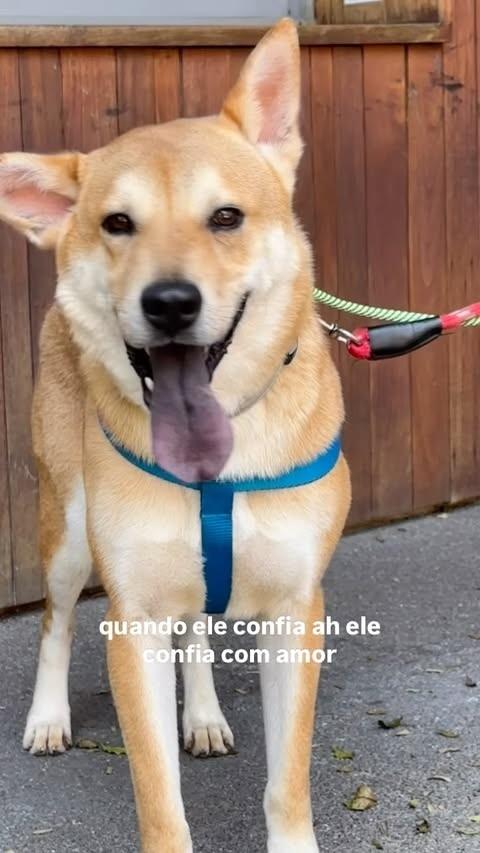 Caramelo, cachorro de porte grande para adoção em São Paulo - SP