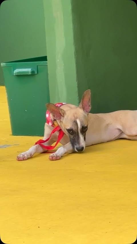 Malu, cadela de porte pequeno para adoção em São Paulo - SP
