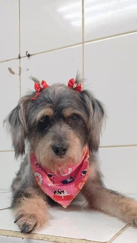 Luz, cadela de porte pequeno para adoção em São Paulo - SP