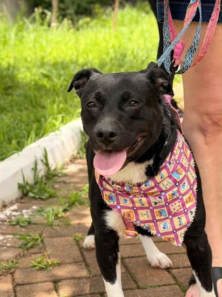Betina, cadela de porte médio para adoção em São Paulo - SP