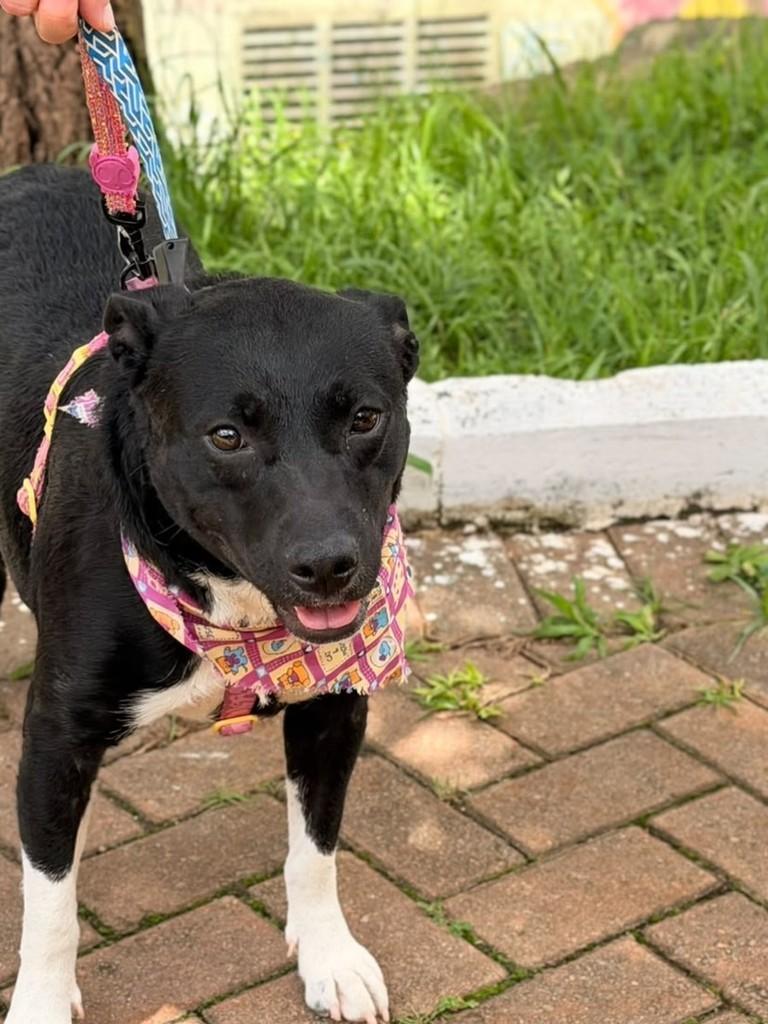 Betina, cadela de porte médio para adoção em São Paulo - SP — foto 2 de 5