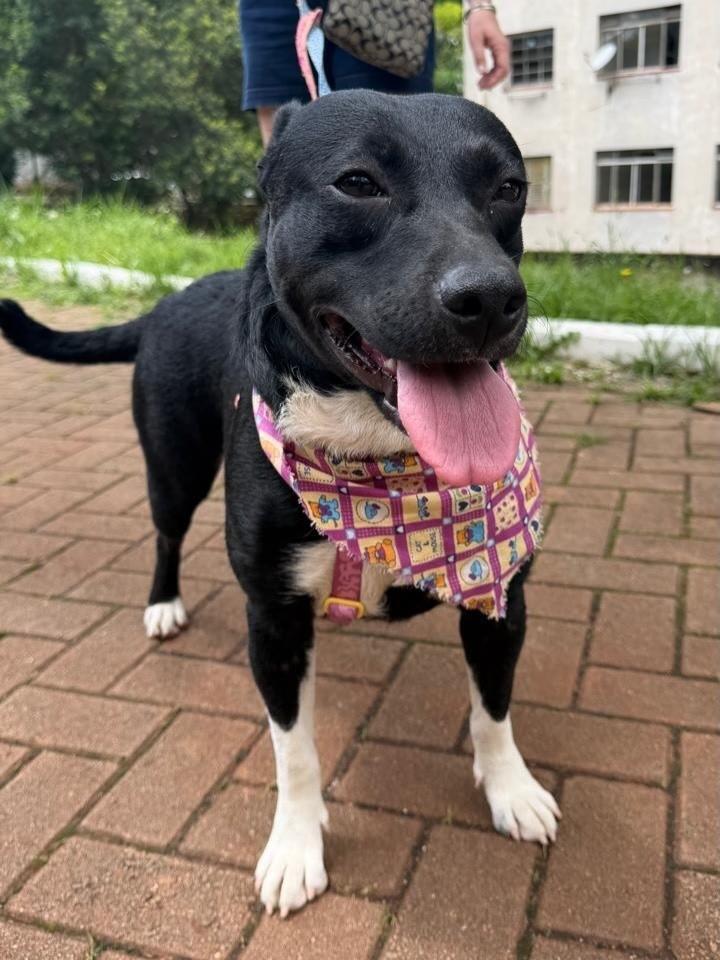 Betina, cadela de porte médio para adoção em São Paulo - SP — foto 4 de 5