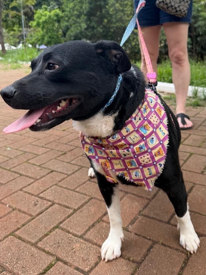 Betina, cadela de porte médio para adoção em São Paulo - SP — foto 5 de 5