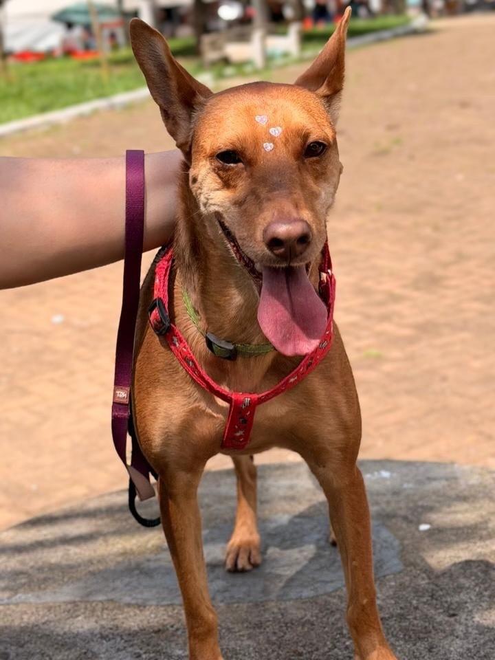 Rebeca, cadela de porte pequeno para adoção em São Paulo - SP — foto 5 de 5