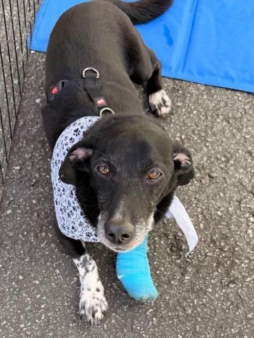 Belmiro, cachorro de porte médio para adoção em São Paulo - SP