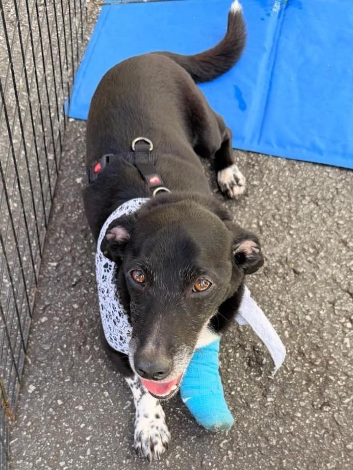 Belmiro, cachorro de porte médio para adoção em São Paulo - SP — foto 2 de 4