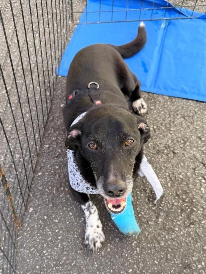 Belmiro, cachorro de porte médio para adoção em São Paulo - SP — foto 3 de 4