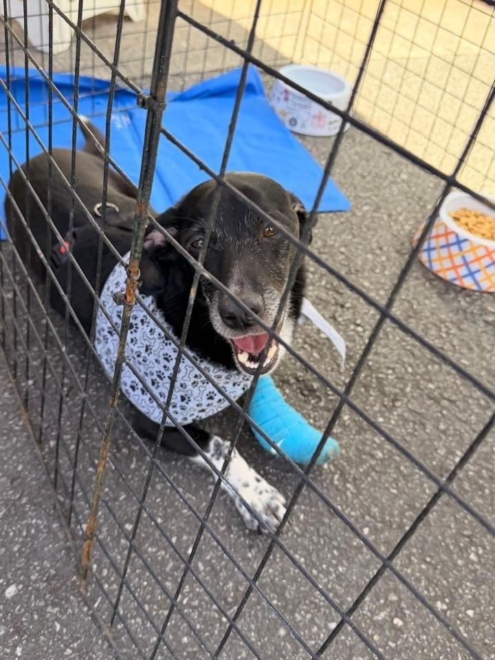 Belmiro, cachorro de porte médio para adoção em São Paulo - SP — foto 4 de 4