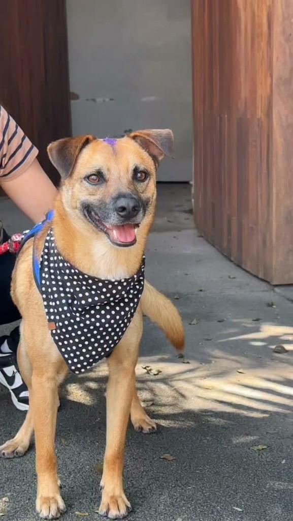 Caramelo, cachorro de porte médio para adoção em São Paulo - SP