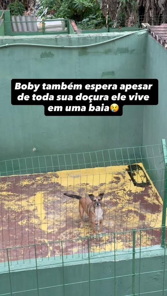 Boby, cachorro de porte médio para adoção em São Paulo - SP