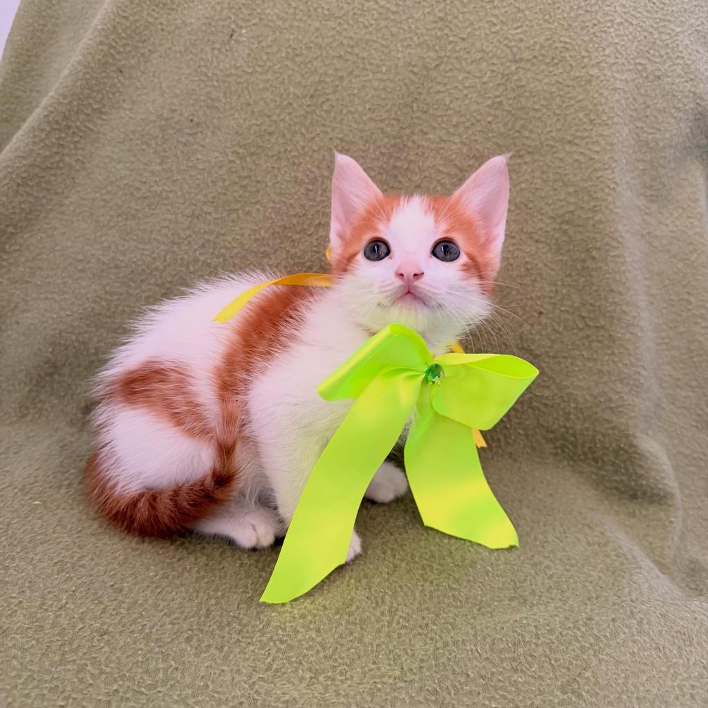 Kenai, gato de porte pequeno para adoção em Brasília - DF