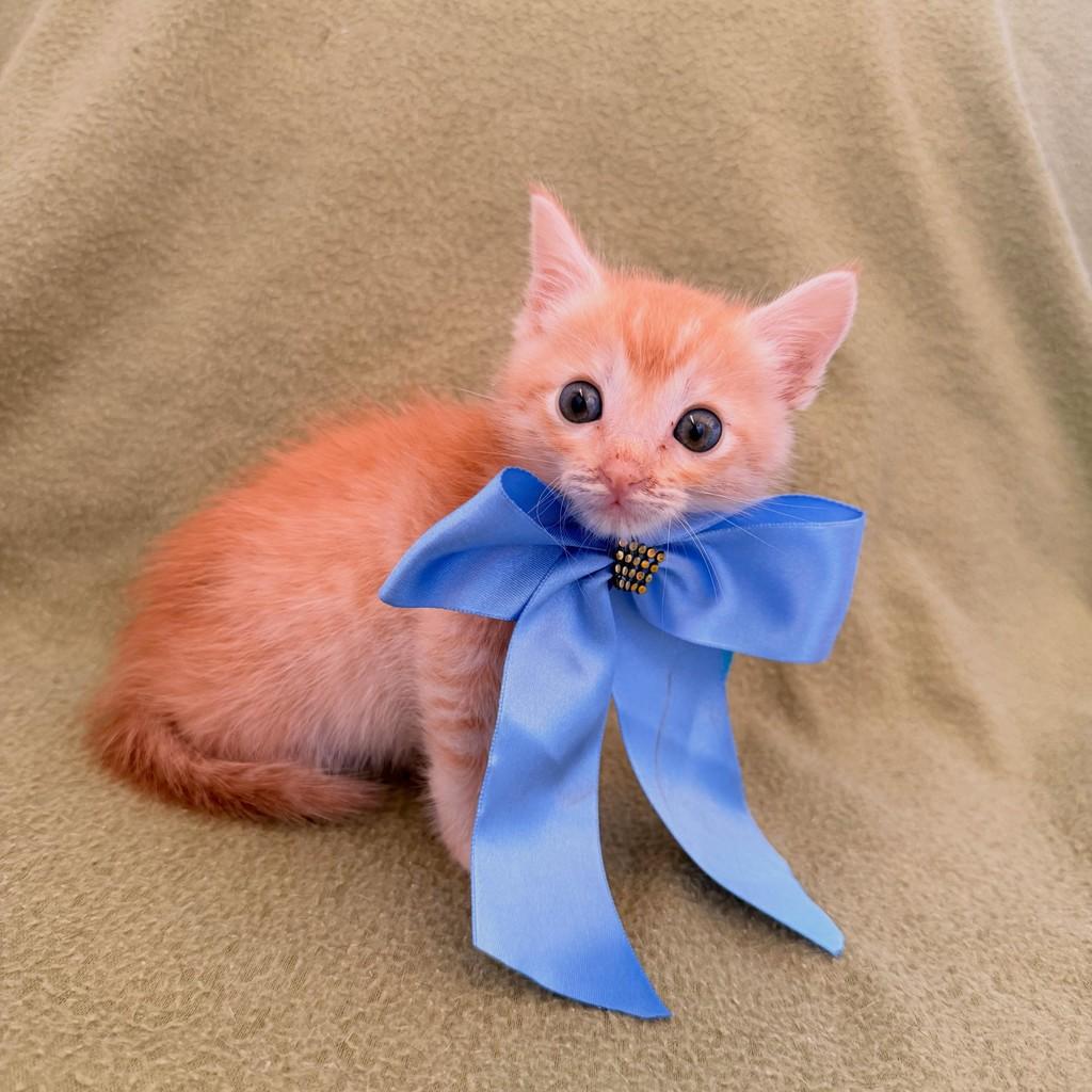 Nick, gato de porte pequeno para adoção em Brasília - DF