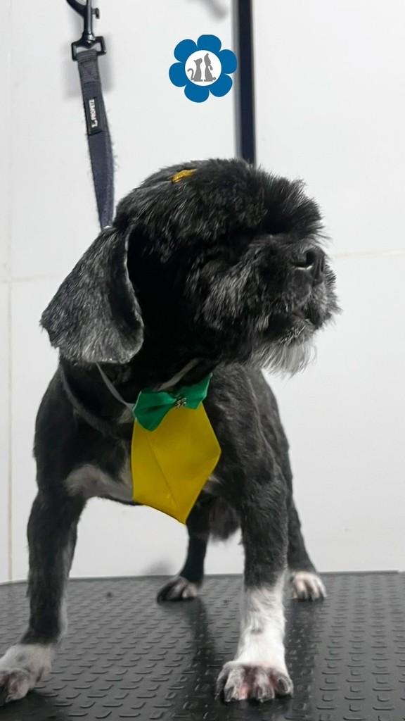 Beethoven, cachorro de porte pequeno para adoção em Brasília - DF