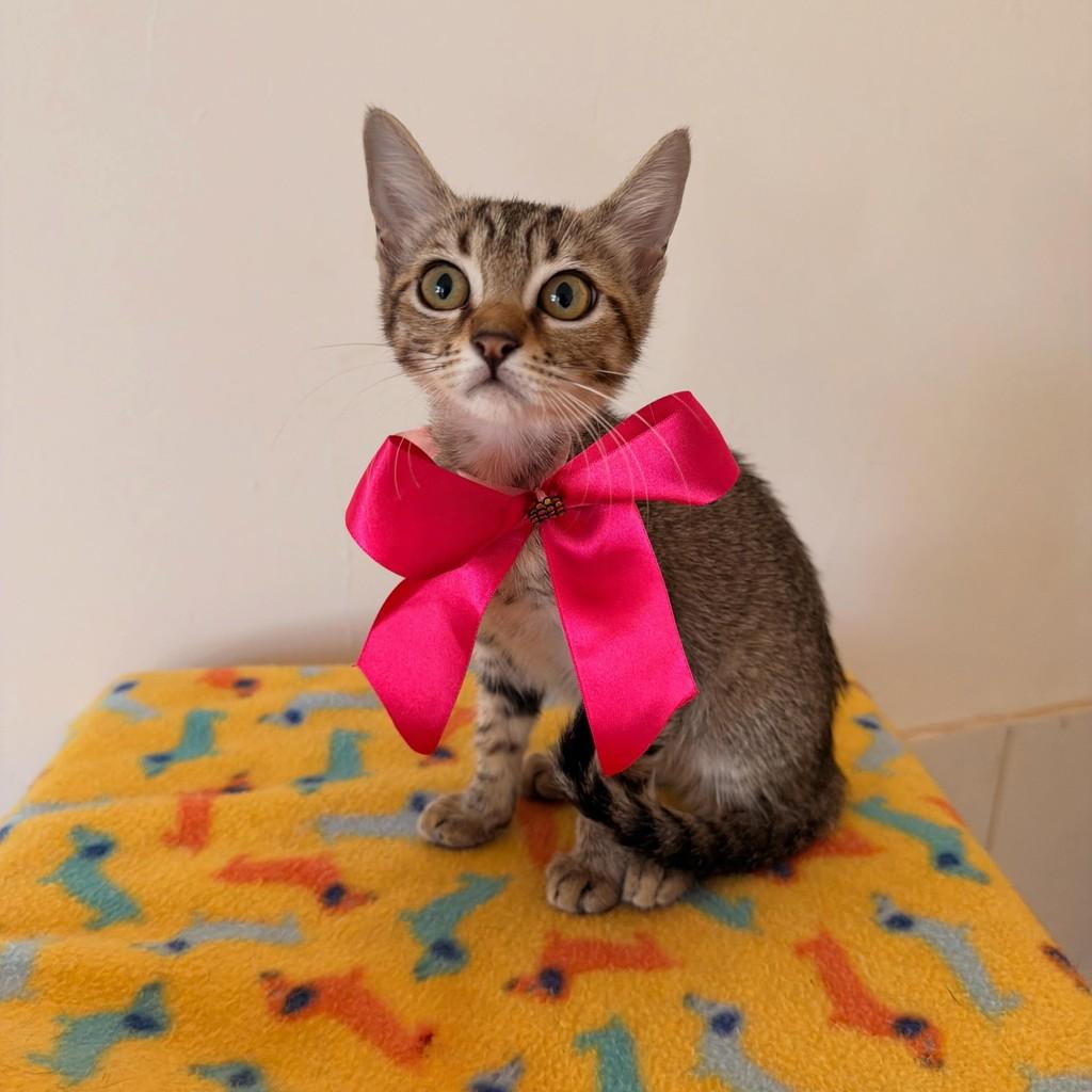 Virgínea, gata de porte pequeno para adoção em Brasília - DF