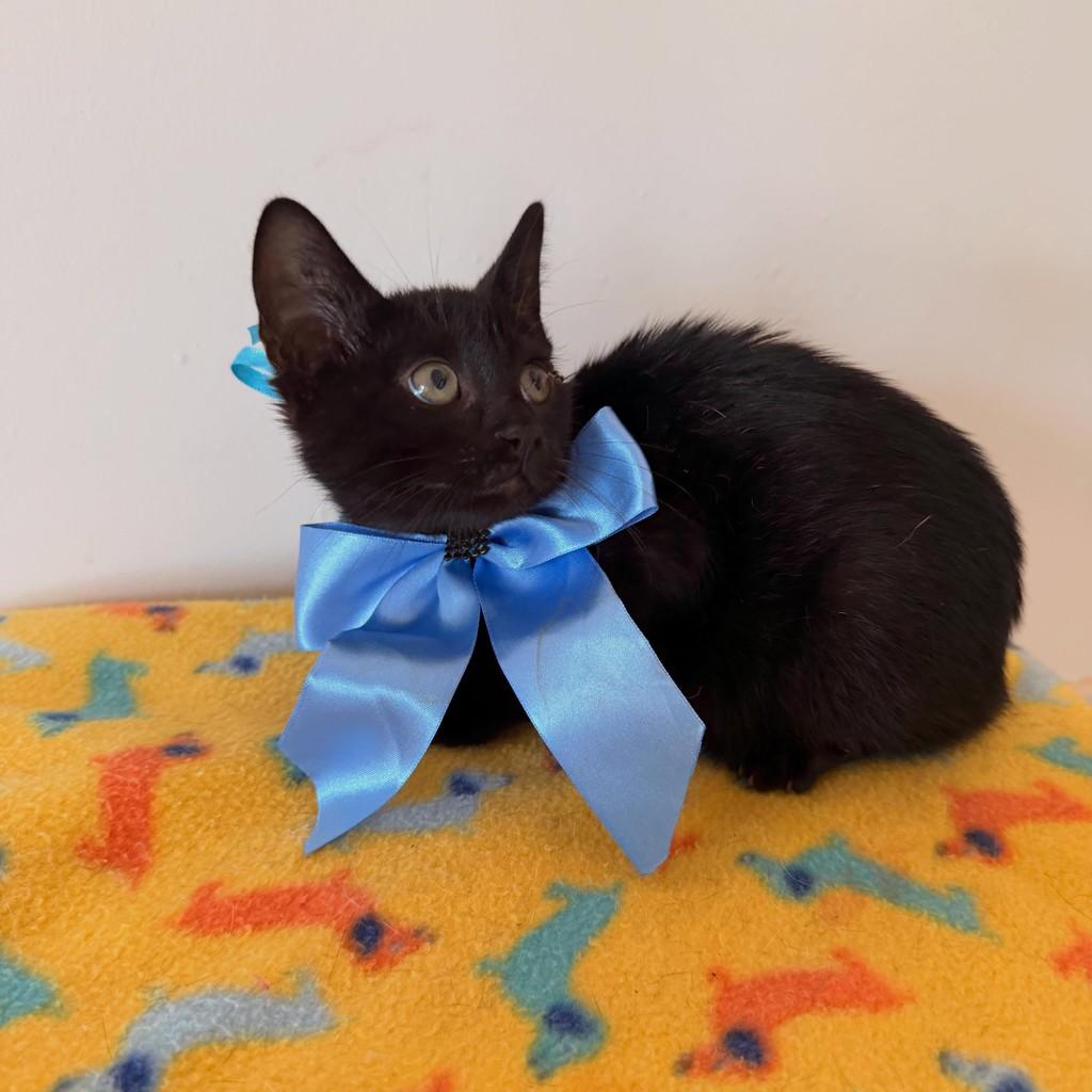 Vini, gato de porte pequeno para adoção em Brasília - DF