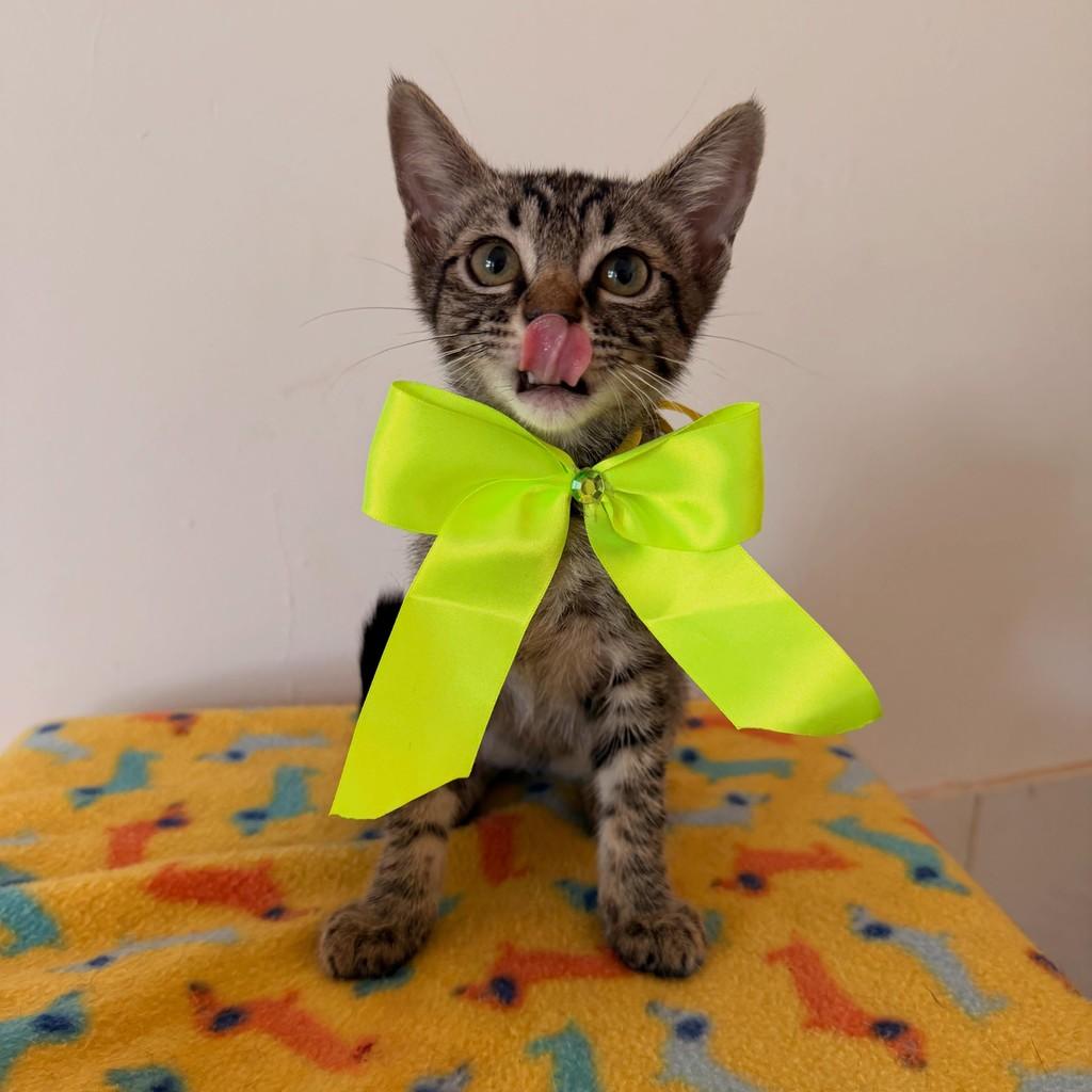 Paquetá, gato de porte pequeno para adoção em Brasília - DF