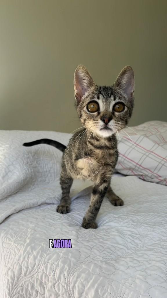 Lupi, gata de porte pequeno para adoção em Brasília - DF