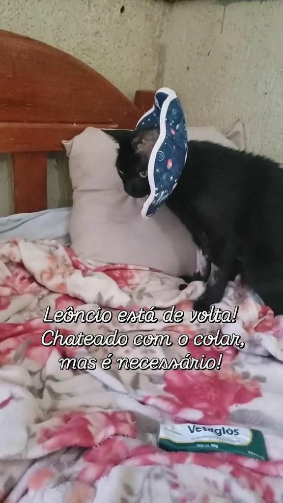 Leôncio, gato de porte médio para adoção em Brasília - DF