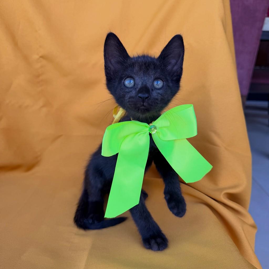 Alfie, gato de porte pequeno para adoção em Brasília - DF