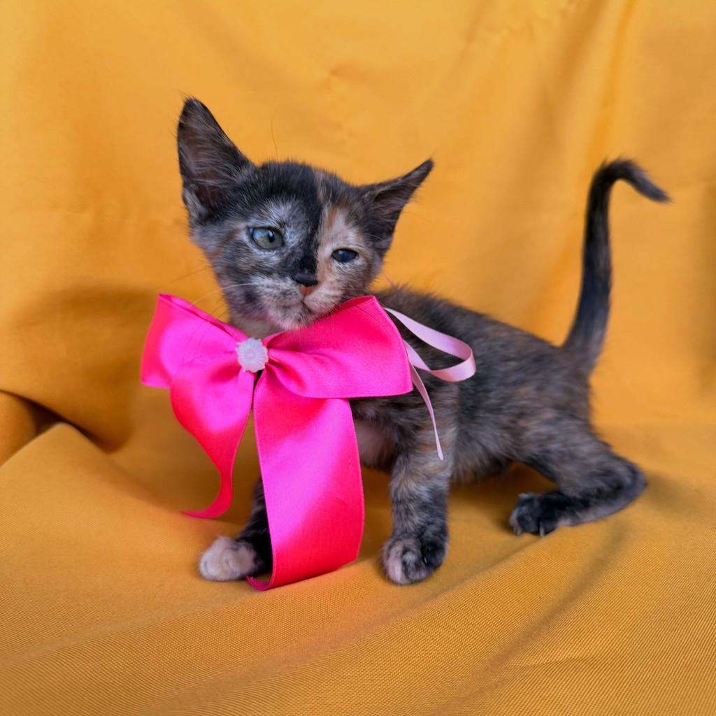 Antônia, gata de porte pequeno para adoção em Brasília - DF