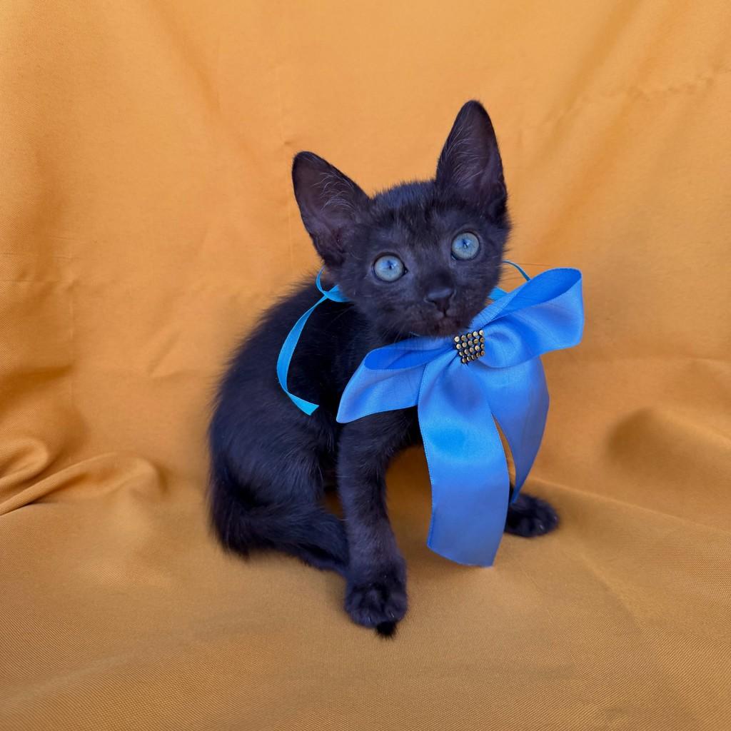 Alec, gato de porte pequeno para adoção em Brasília - DF