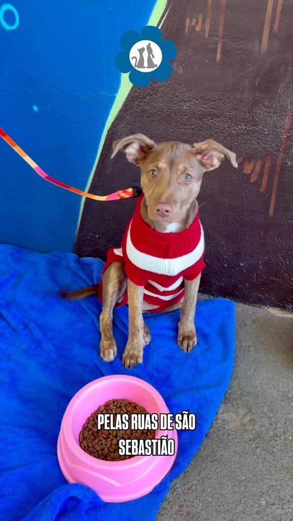 Martina, cachorro de porte pequeno para adoção em Brasília - DF