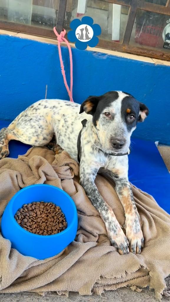 Cacau, cadela de porte médio para adoção em Brasília - DF