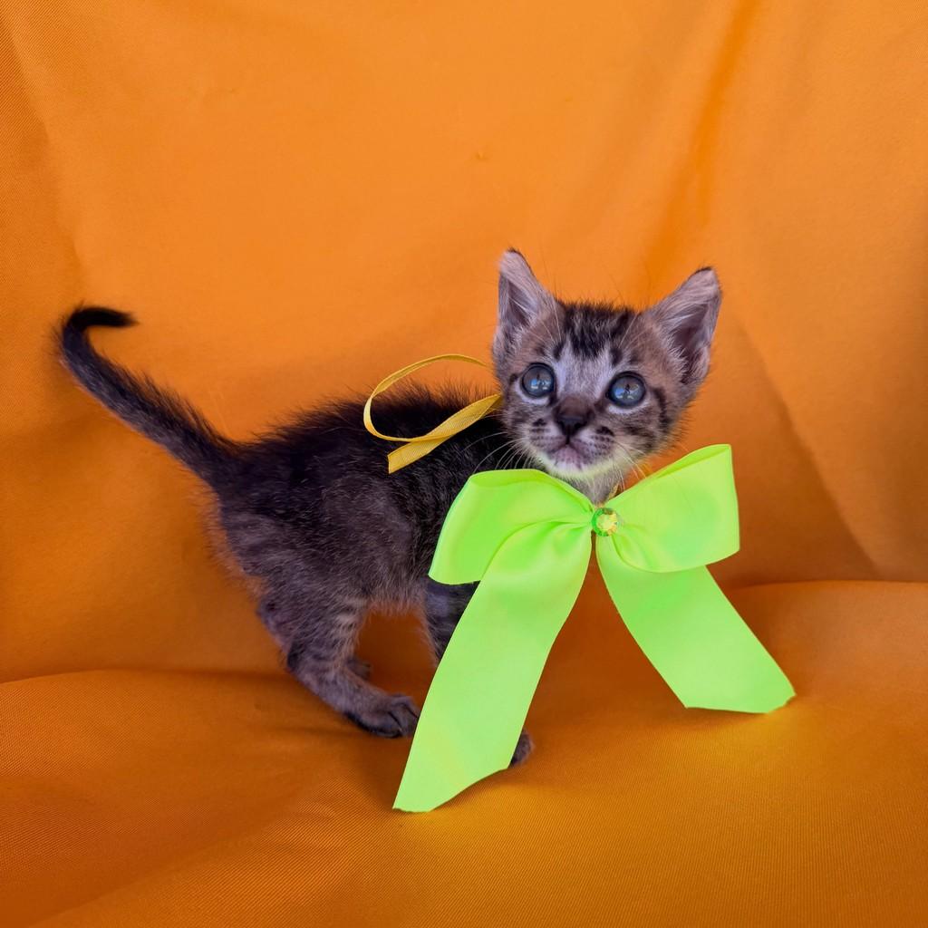 Ollie, gato de porte pequeno para adoção em Brasília - DF