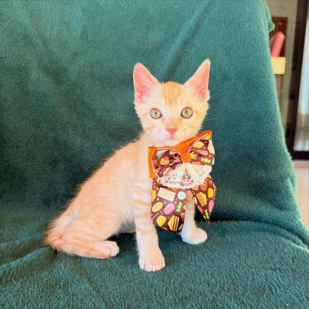 Nico, gato de porte pequeno para adoção em Brasília - DF