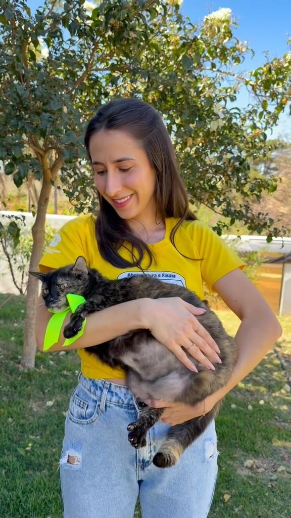 Nala, gata de porte médio para adoção em Brasília - DF