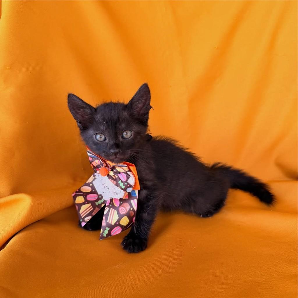 Mateo, gato de porte pequeno para adoção em Brasília - DF