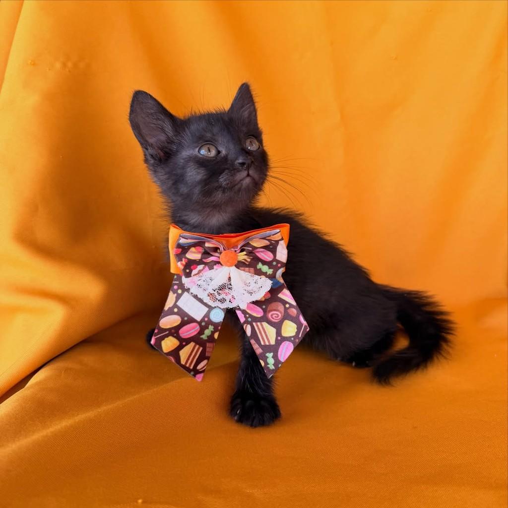 Mateo, gato de porte pequeno para adoção em Brasília - DF — foto 2 de 13