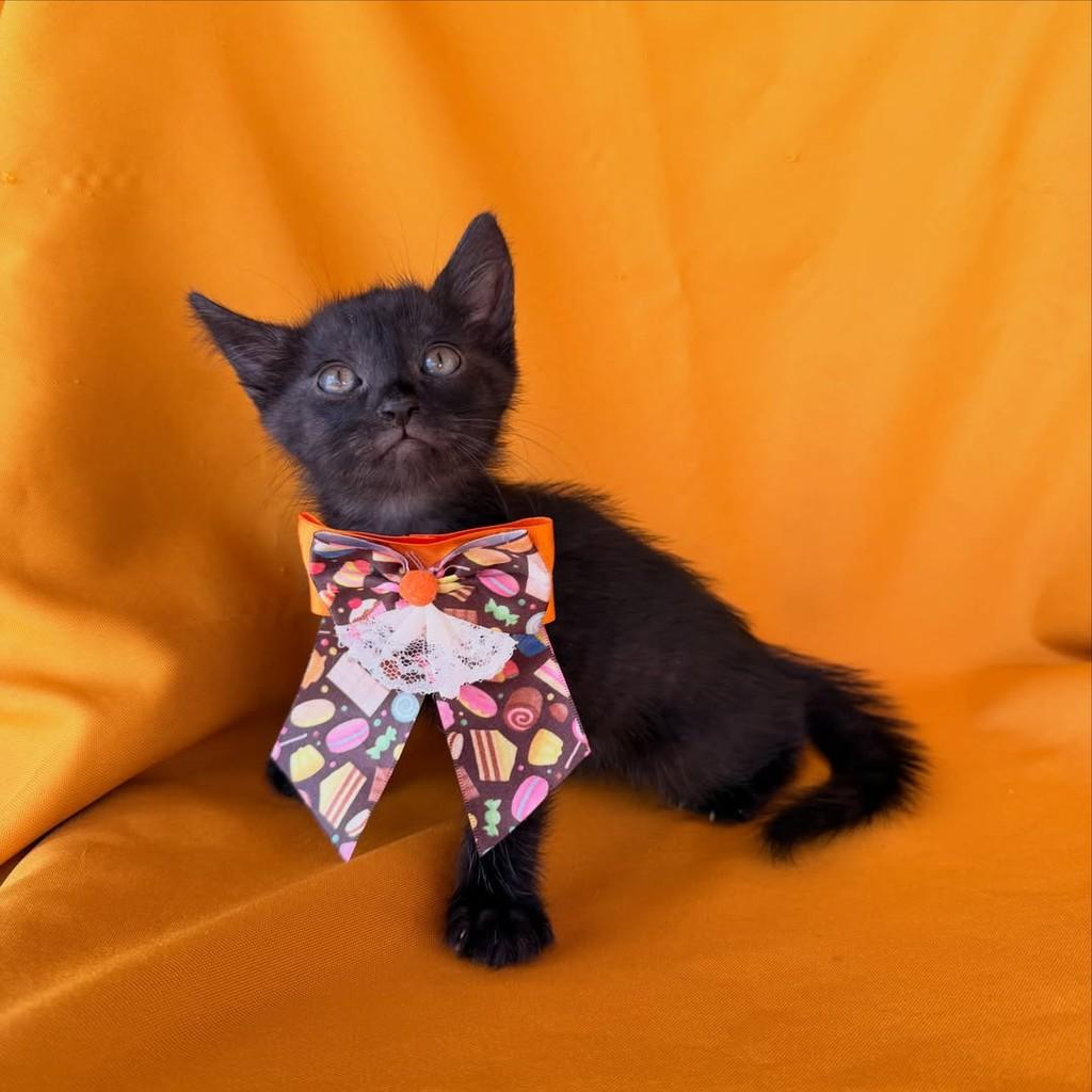 Mateo, gato de porte pequeno para adoção em Brasília - DF — foto 3 de 13