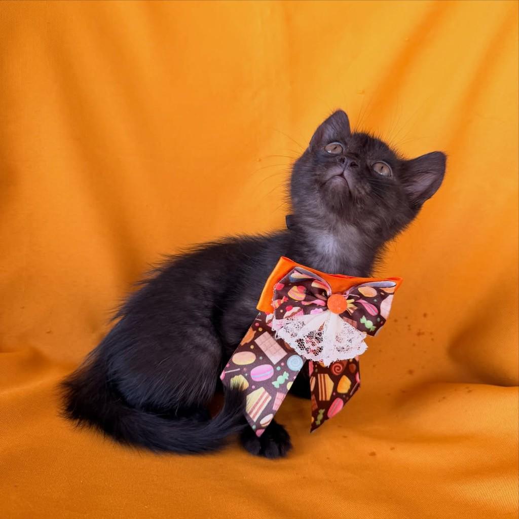 Mateo, gato de porte pequeno para adoção em Brasília - DF — foto 4 de 13