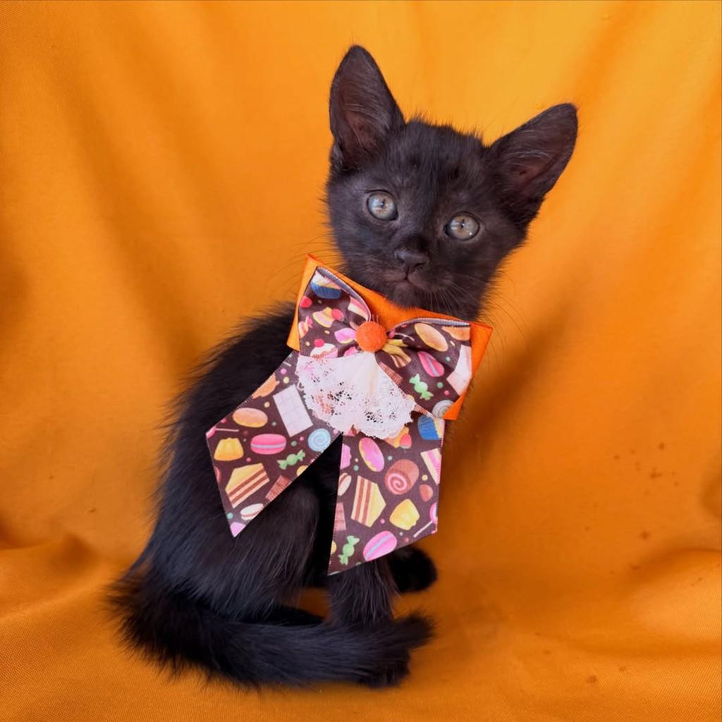 Mateo, gato de porte pequeno para adoção em Brasília - DF — foto 5 de 13