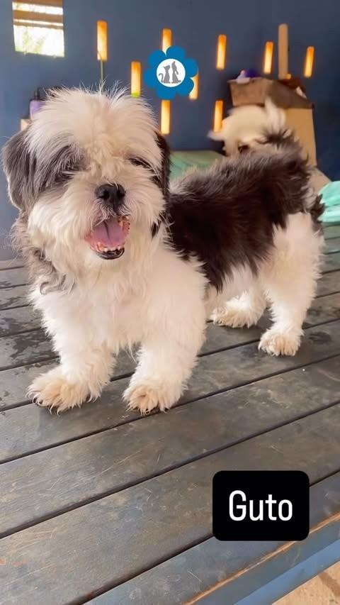 Guto, cachorro para adoção em Brasília - DF