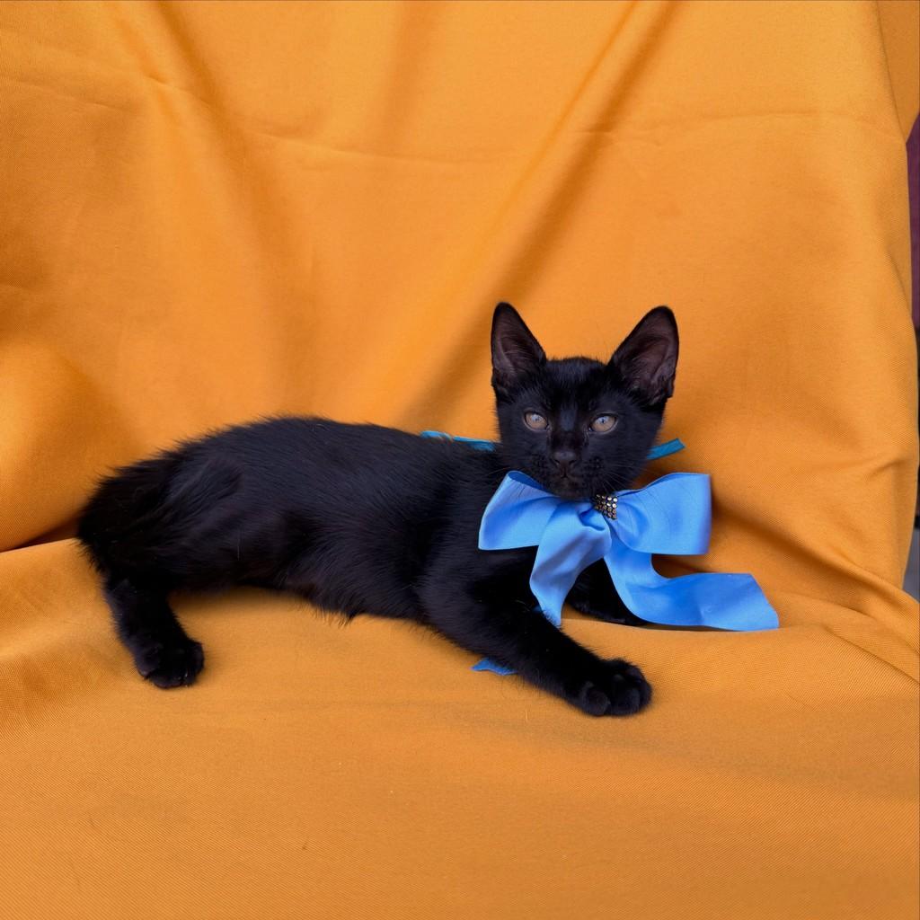 Café, gato de porte pequeno para adoção em Brasília - DF
