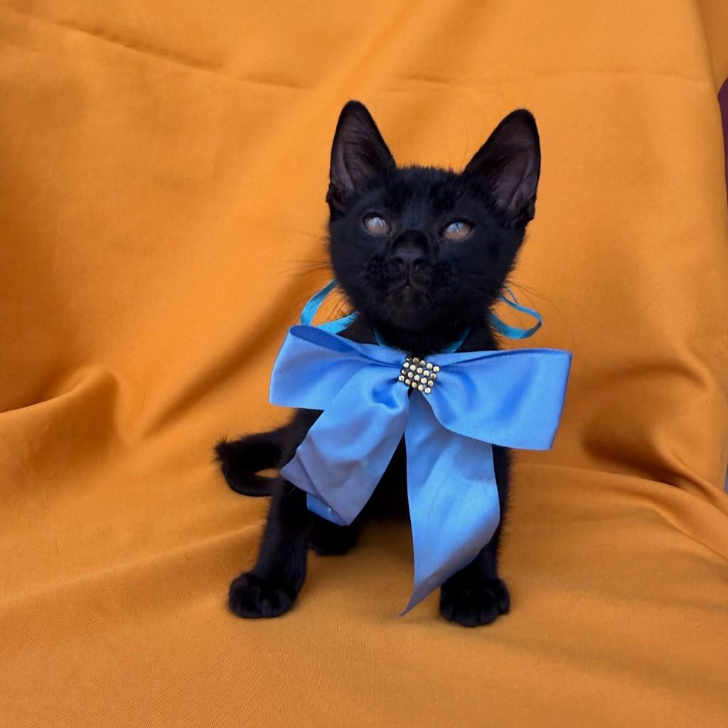 Café, gato de porte pequeno para adoção em Brasília - DF — foto 2 de 14