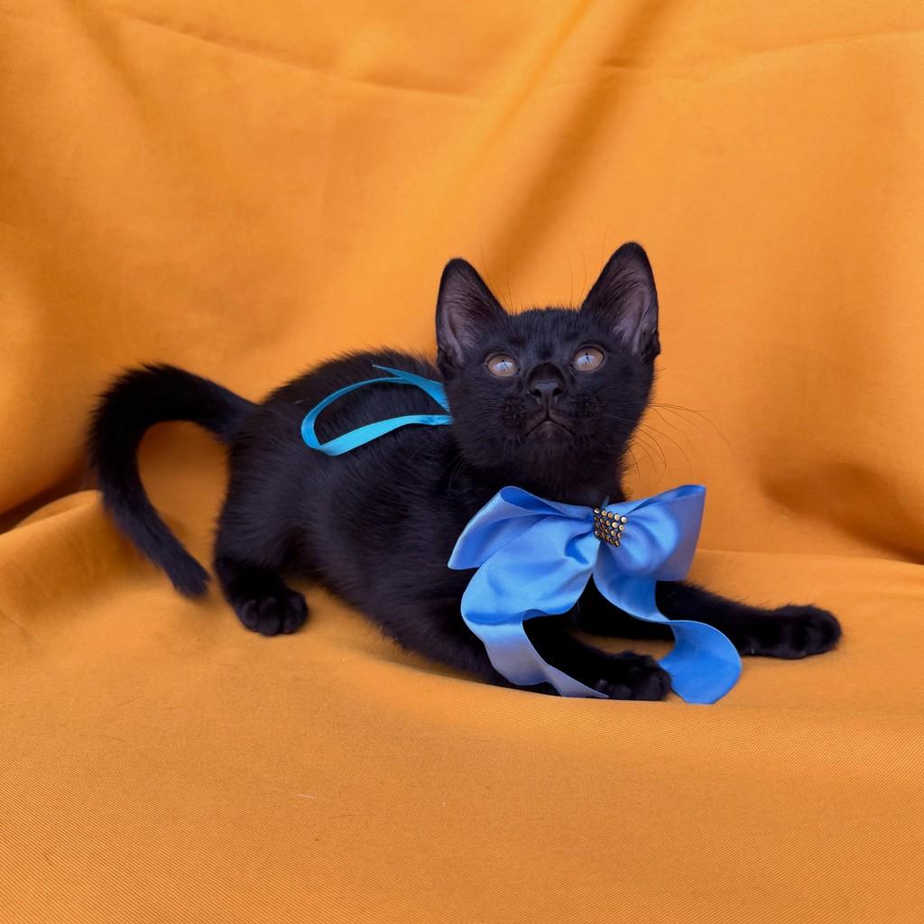 Café, gato de porte pequeno para adoção em Brasília - DF — foto 3 de 14