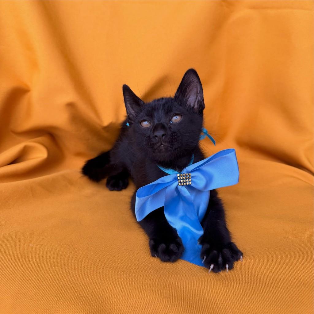 Café, gato de porte pequeno para adoção em Brasília - DF — foto 4 de 14