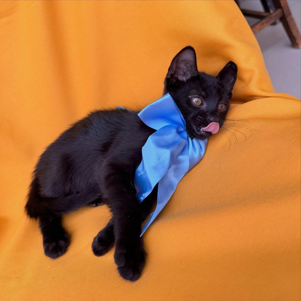 Café, gato de porte pequeno para adoção em Brasília - DF — foto 5 de 14