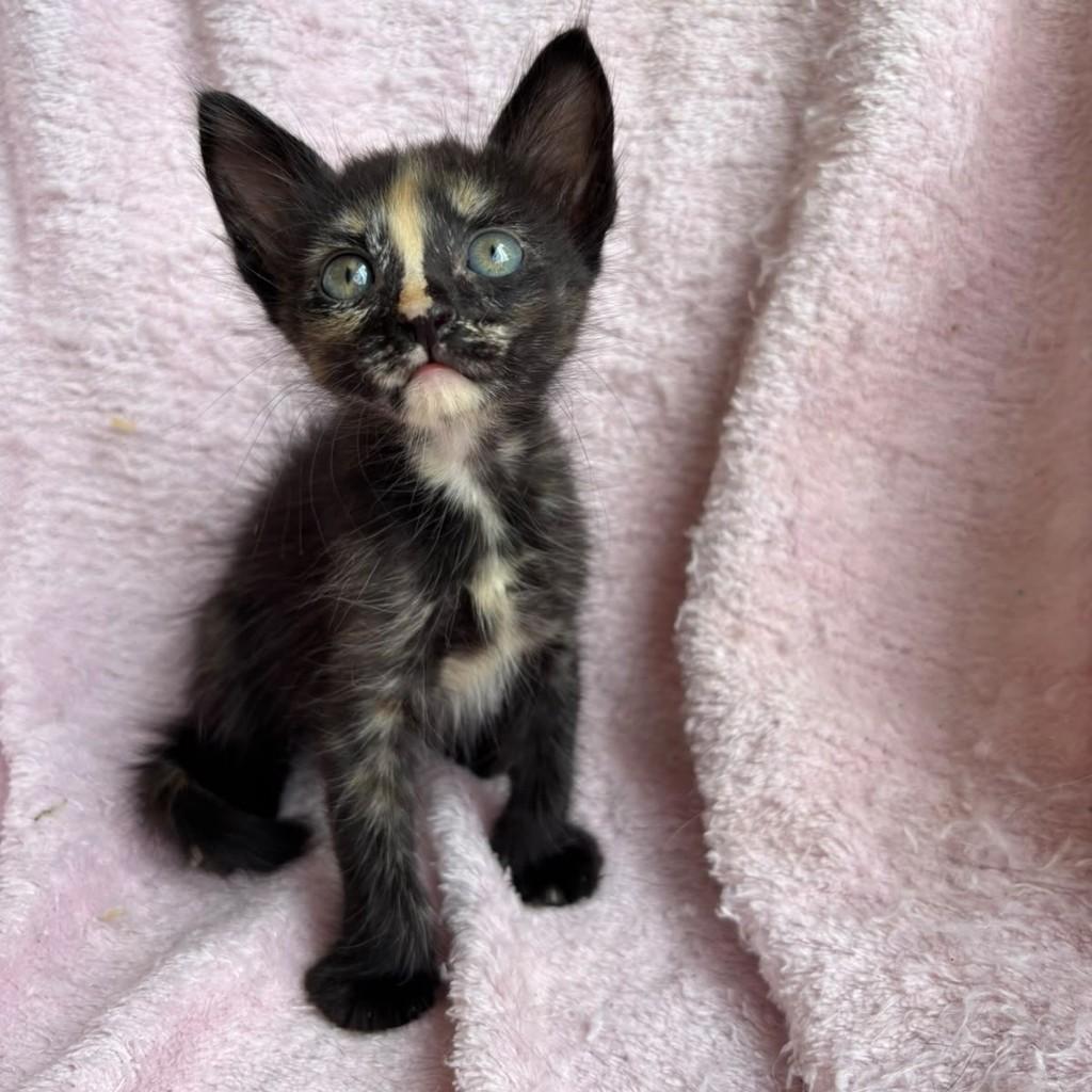 Amora, gata de porte pequeno para adoção em Brasília - DF