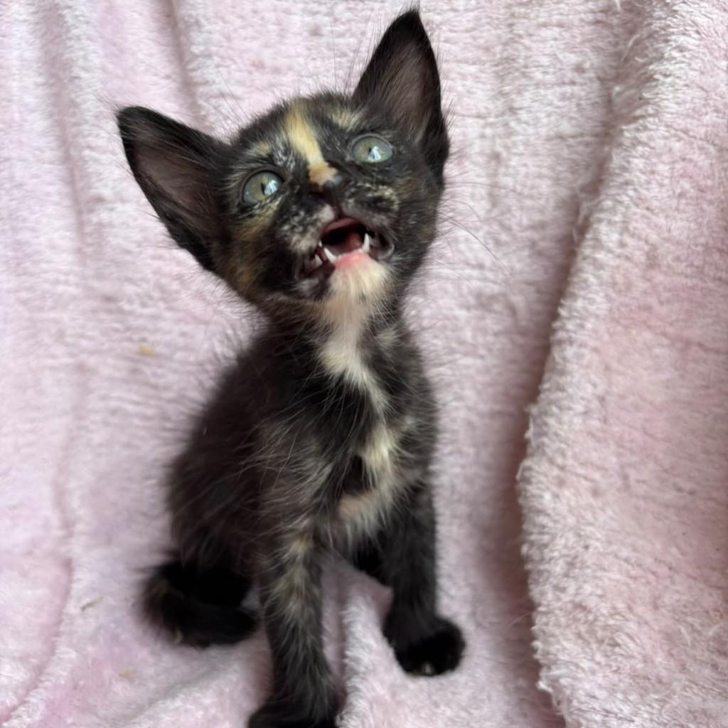 Amora, gata de porte pequeno para adoção em Brasília - DF — foto 2 de 5