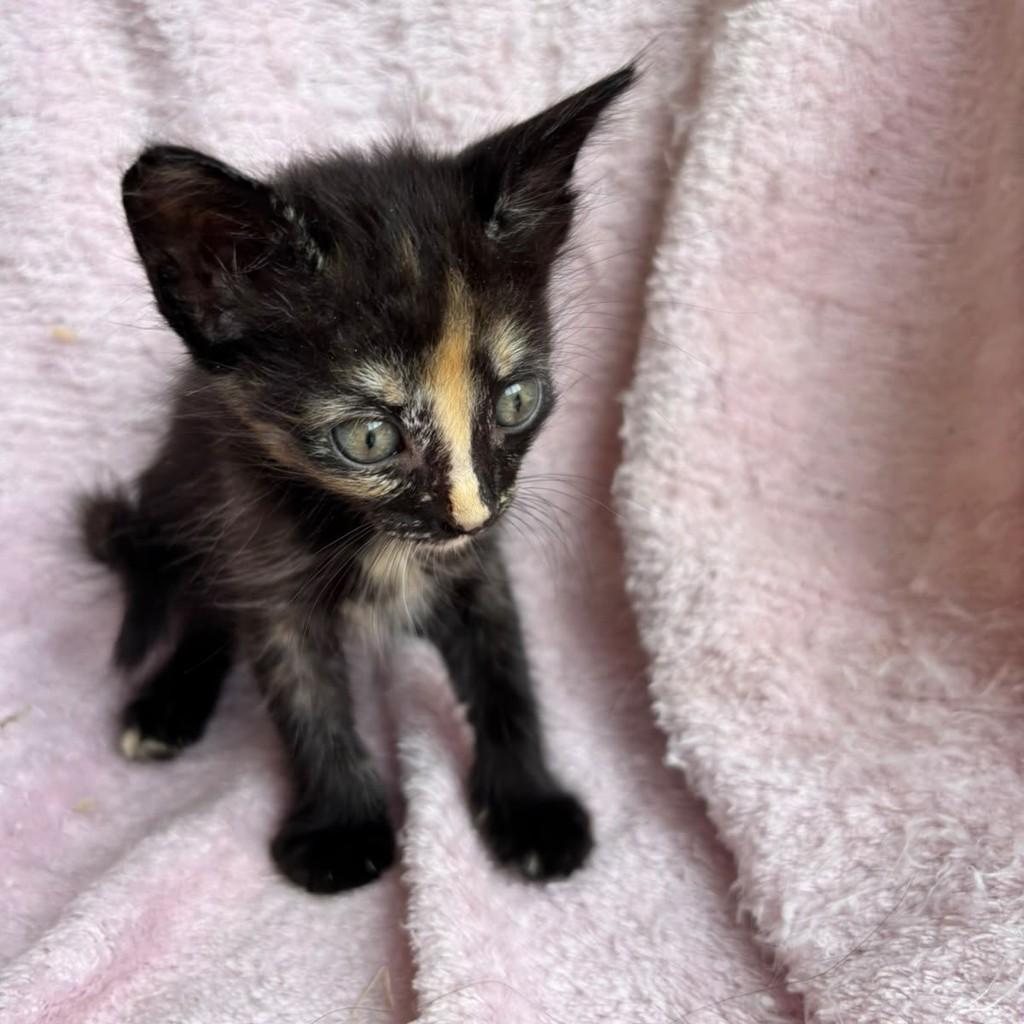 Amora, gata de porte pequeno para adoção em Brasília - DF — foto 3 de 5