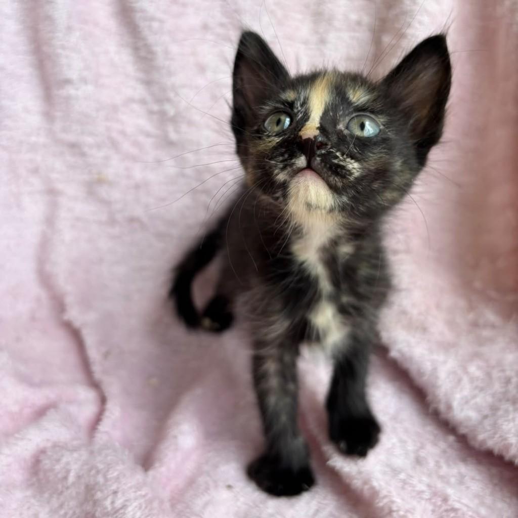 Amora, gata de porte pequeno para adoção em Brasília - DF — foto 4 de 5