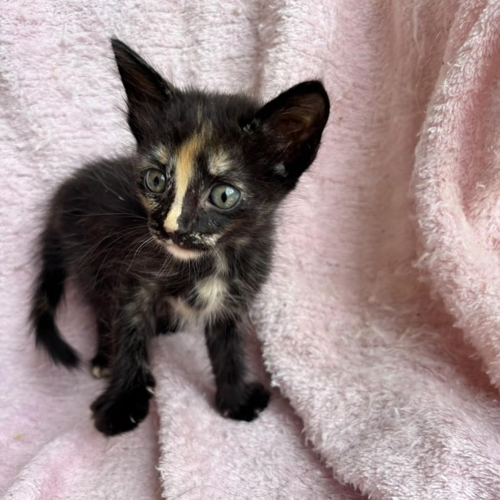 Amora, gata de porte pequeno para adoção em Brasília - DF — foto 5 de 5