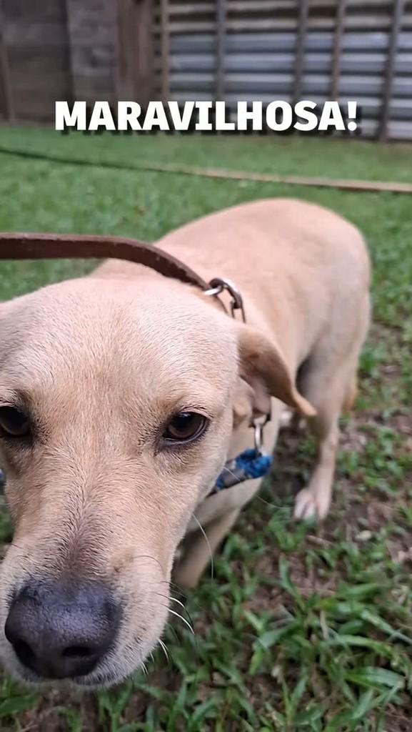 Camila, cachorro de porte pequeno para adoção em Maricá - RJ