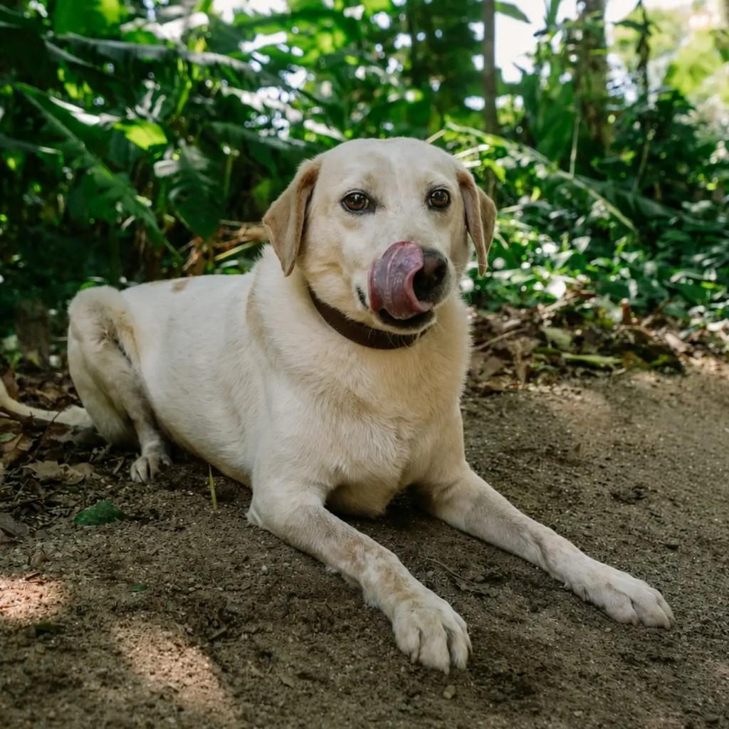 Arlindo, cachorro de porte médio para adoção em Maricá - RJ